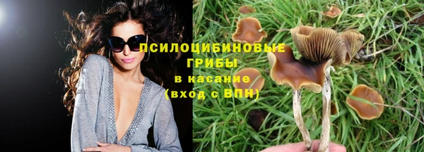 прущие грибы Лабытнанги
