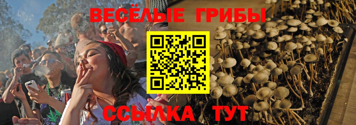 Псилоцибиновые грибы GOLDEN TEACHER  Вход с VPN  Тихорецк  Псилоцибиновые грибы GOLDEN TEACHER 